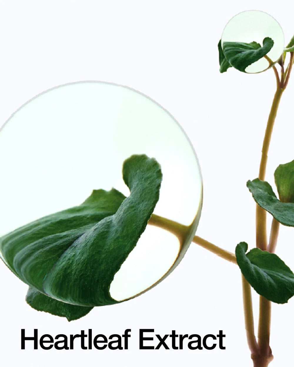 Heartleaf Aceite Limpiador Control de Poros - Anua